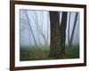 Fog in forest, Shenandoah National Park, Virginia, USA-Charles Gurche-Framed Photographic Print