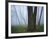 Fog in forest, Shenandoah National Park, Virginia, USA-Charles Gurche-Framed Photographic Print