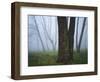 Fog in forest, Shenandoah National Park, Virginia, USA-Charles Gurche-Framed Photographic Print