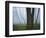 Fog in forest, Shenandoah National Park, Virginia, USA-Charles Gurche-Framed Photographic Print