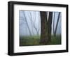 Fog in forest, Shenandoah National Park, Virginia, USA-Charles Gurche-Framed Photographic Print