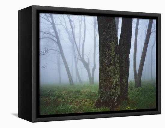 Fog in forest, Shenandoah National Park, Virginia, USA-Charles Gurche-Framed Stretched Canvas