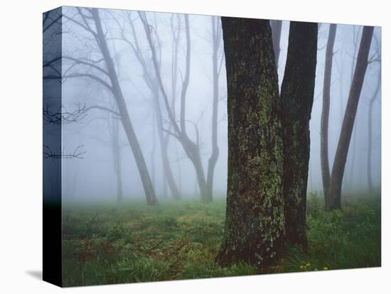 Fog in forest, Shenandoah National Park, Virginia, USA-Charles Gurche-Stretched Canvas