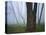 Fog in forest, Shenandoah National Park, Virginia, USA-Charles Gurche-Stretched Canvas