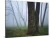 Fog in forest, Shenandoah National Park, Virginia, USA-Charles Gurche-Stretched Canvas