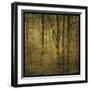 Fog in Mountain Trees No. 2-John W Golden-Framed Giclee Print