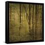 Fog in Mountain Trees No. 2-John W Golden-Framed Stretched Canvas