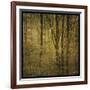 Fog in Mountain Trees No. 2-John W Golden-Framed Giclee Print