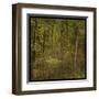 Fog in Mountain Trees-John Golden-Framed Art Print