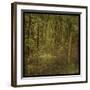 Fog in Mountain Trees-John Golden-Framed Art Print