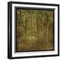 Fog in Mountain Trees-John W Golden-Framed Giclee Print