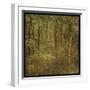 Fog in Mountain Trees-John W Golden-Framed Giclee Print