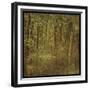 Fog in Mountain Trees-John W Golden-Framed Giclee Print