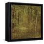 Fog in Mountain Trees-John W Golden-Framed Stretched Canvas