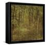 Fog in Mountain Trees-John W Golden-Framed Stretched Canvas