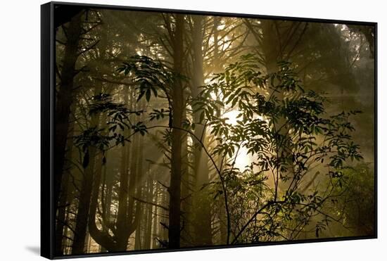 Fog in Sitka Spruce on Oregon Coast-Darrell Gulin-Framed Stretched Canvas