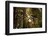 Fog in Sitka Spruce on Oregon Coast-Darrell Gulin-Framed Photographic Print