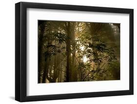 Fog in Sitka Spruce on Oregon Coast-Darrell Gulin-Framed Photographic Print