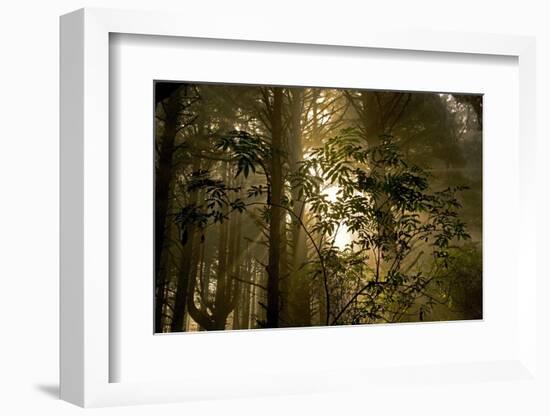 Fog in Sitka Spruce on Oregon Coast-Darrell Gulin-Framed Photographic Print