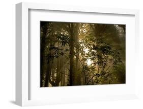 Fog in Sitka Spruce on Oregon Coast-Darrell Gulin-Framed Photographic Print