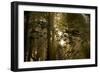 Fog in Sitka Spruce on Oregon Coast-Darrell Gulin-Framed Photographic Print