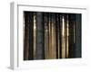 Fog in the Forest, Bielefeld, North Rhine-Westphalia, Germany-Thorsten Milse-Framed Photographic Print