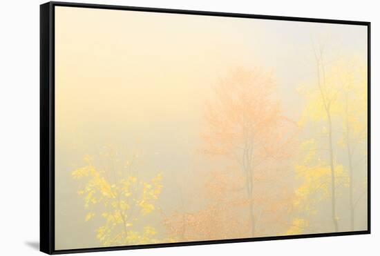 Fog in the forest of Bagni di Masino during autumn, Valmasino, Valtellina. Lombardy, Italy, Europe-Francesco Bergamaschi-Framed Stretched Canvas
