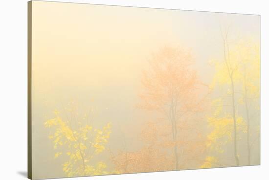 Fog in the forest of Bagni di Masino during autumn, Valmasino, Valtellina. Lombardy, Italy, Europe-Francesco Bergamaschi-Stretched Canvas