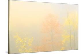 Fog in the forest of Bagni di Masino during autumn, Valmasino, Valtellina. Lombardy, Italy, Europe-Francesco Bergamaschi-Stretched Canvas