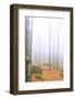 Fog in the forest of Bagni di Masino during autumn, Valmasino, Valtellina. Lombardy, Italy, Europe-Francesco Bergamaschi-Framed Photographic Print