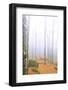 Fog in the forest of Bagni di Masino during autumn, Valmasino, Valtellina. Lombardy, Italy, Europe-Francesco Bergamaschi-Framed Photographic Print