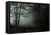 Fog in the Forest-David Baker-Framed Stretched Canvas