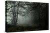 Fog in the Forest-David Baker-Stretched Canvas