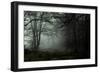 Fog in the Forest-David Baker-Framed Photographic Print