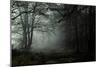 Fog in the Forest-David Baker-Mounted Photographic Print