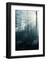 Fog in the Forest-aleksey.stemmer-Framed Photographic Print