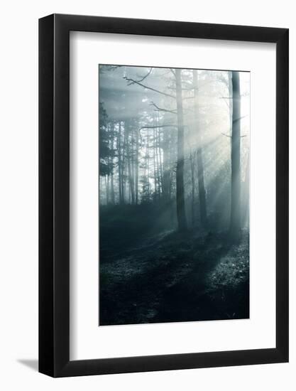 Fog in the Forest-aleksey.stemmer-Framed Photographic Print