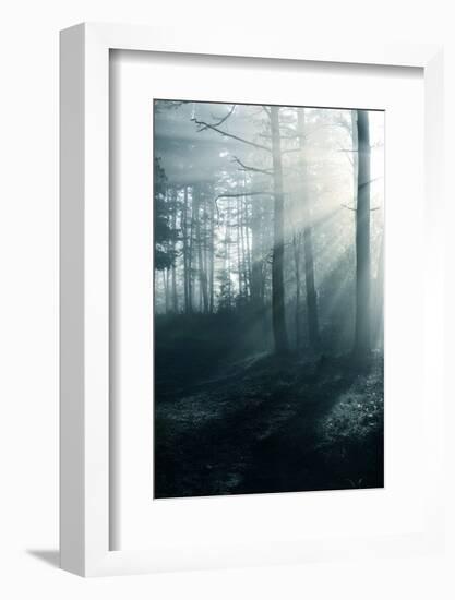 Fog in the Forest-aleksey.stemmer-Framed Photographic Print