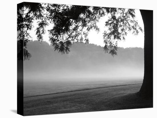 Fog in the Park I-Gary Bydlo-Stretched Canvas