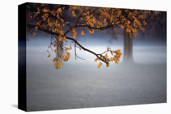 Fog Leaf-Derek Jecxz-Stretched Canvas