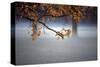 Fog Leaf-Derek Jecxz-Stretched Canvas