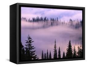 Fog Lifting over Trees-Darrell Gulin-Framed Stretched Canvas