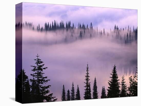 Fog Lifting over Trees-Darrell Gulin-Stretched Canvas