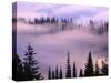 Fog Lifting over Trees-Darrell Gulin-Stretched Canvas