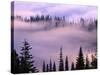 Fog Lifting over Trees-Darrell Gulin-Stretched Canvas