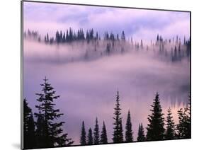 Fog Lifting over Trees-Darrell Gulin-Mounted Premium Photographic Print