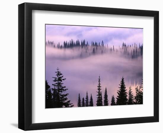 Fog Lifting over Trees-Darrell Gulin-Framed Photographic Print
