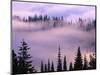 Fog Lifting over Trees-Darrell Gulin-Mounted Photographic Print