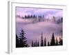 Fog Lifting over Trees-Darrell Gulin-Framed Photographic Print