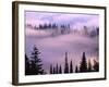 Fog Lifting over Trees-Darrell Gulin-Framed Photographic Print